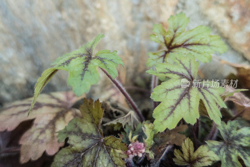 春天的珊瑚钟(Heuchera)五颜六色的叶子