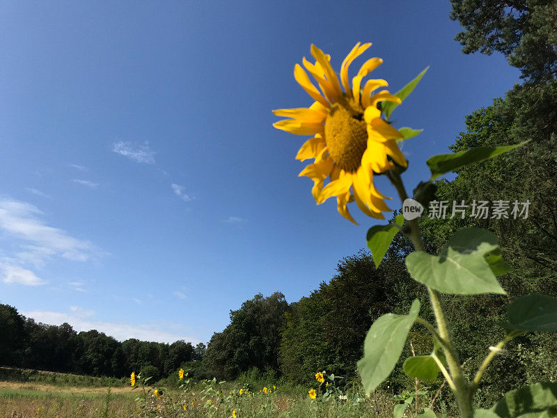 蜜蜂草地