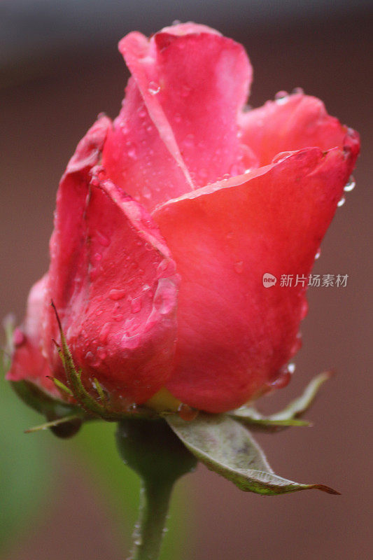 在雨露中盛开的粉红色玫瑰水滴生长在花园中，芬芳的粉红色玫瑰灌木花蕾，花瓣与模糊的园艺背景，浪漫的束玫瑰花瓶，情人节，插花，婚礼花束