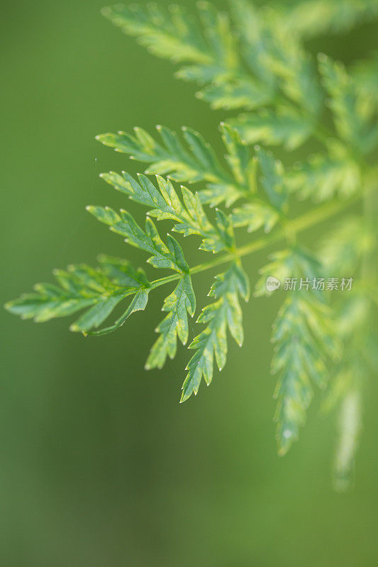 毒芹植物