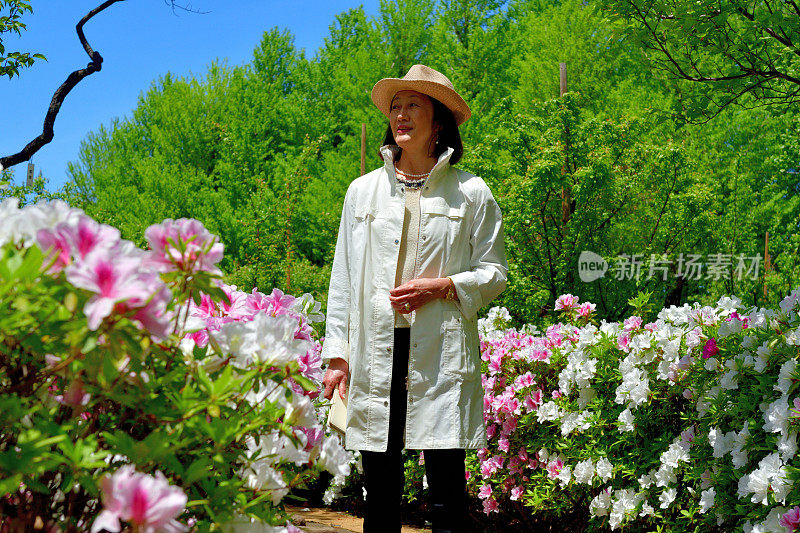 一个日本女人走在盛开的杜鹃花的公园里