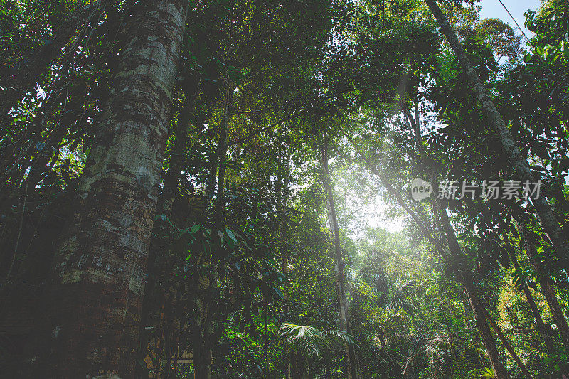 巴西的亚马逊热带雨林