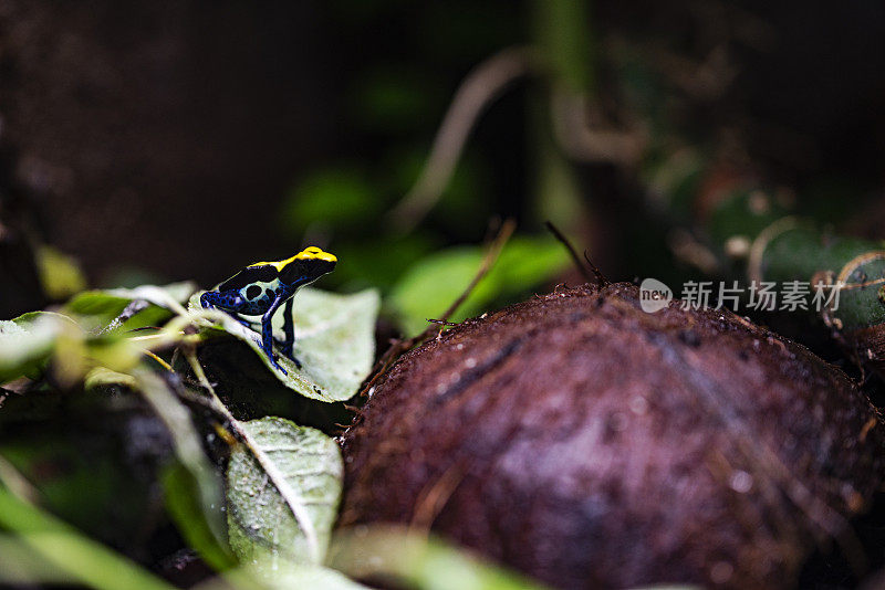 小毒箭蛙在饲养箱里