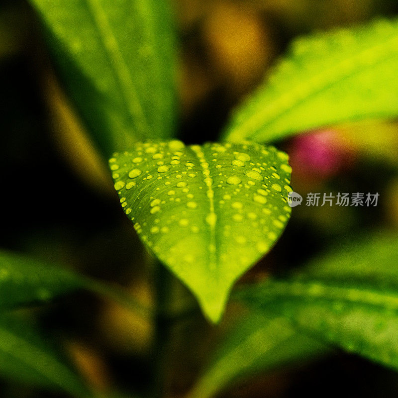 树叶与雨滴的特写视图