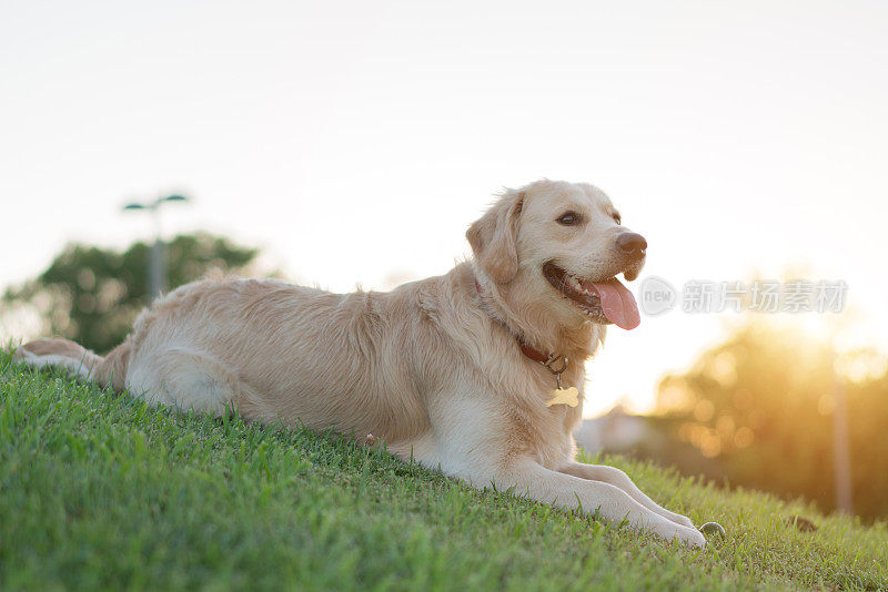 金毛猎犬躺在草地上