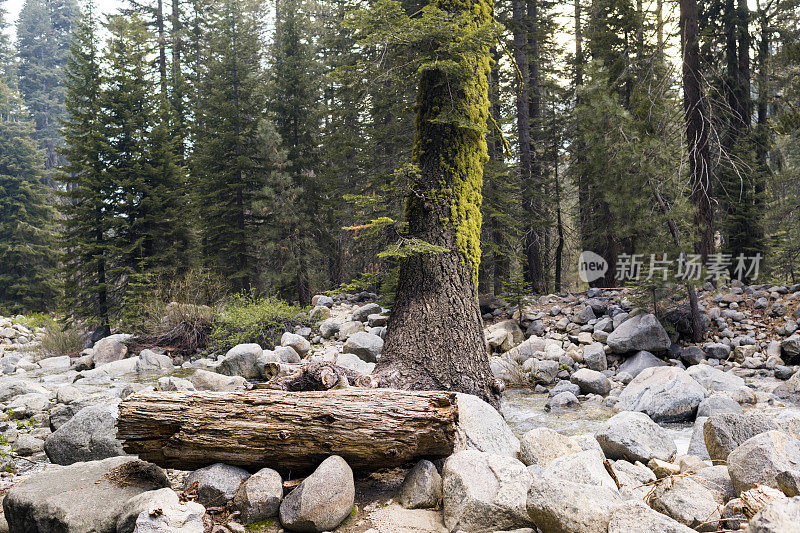 旧浮木搁浅在岩石河床旁边的苔藓覆盖的树