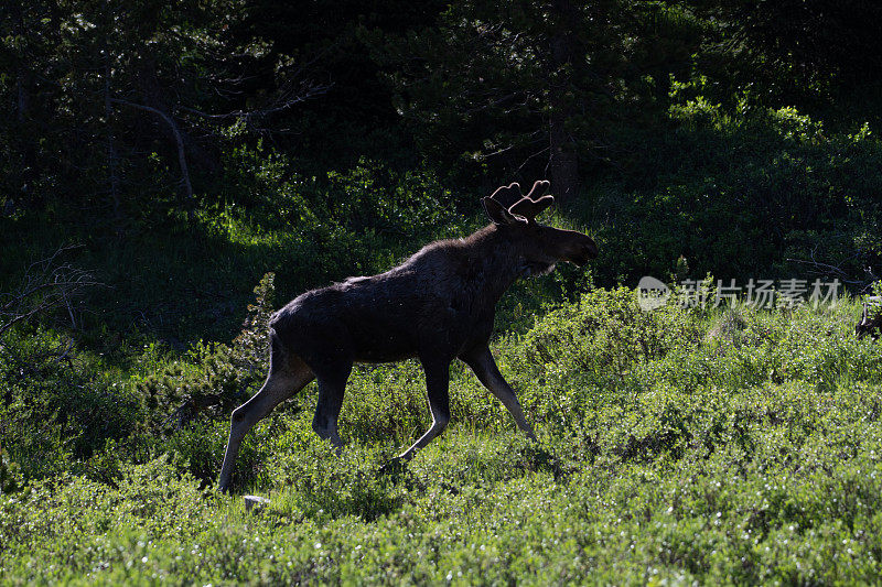 在北科罗拉多森林中快速移动的驼鹿