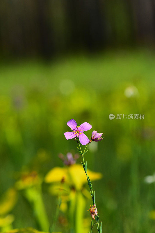 阳光照耀的草地美丽的花与区域散焦猪笼草在背景