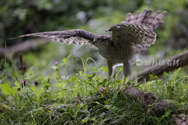 Sparrowhawk(猛禽努力)