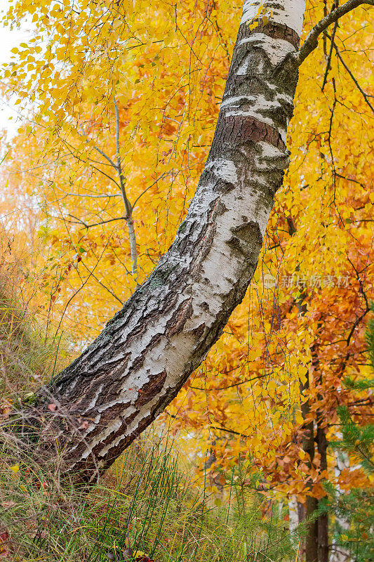 秋日山坡上桦树树干下侧