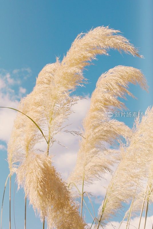 新西兰植物-“Toitoi”或“脚趾”草