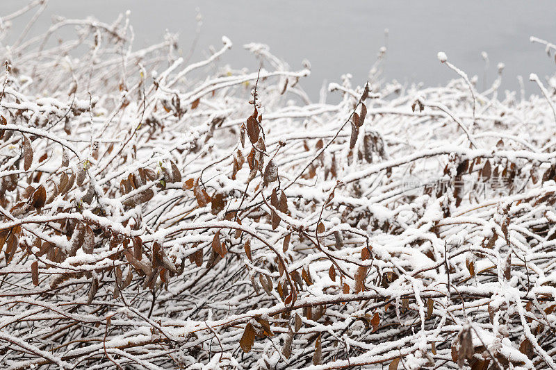 12月公园里的冬季景观有雪和结冰的湖