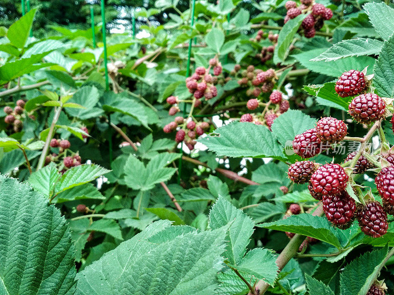 贝瑞背景。接近成熟和未成熟的黑莓。未成熟的黑莓在灌木上有选择性的焦点。