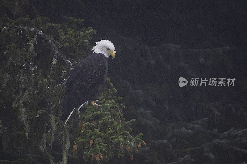 成熟的秃鹰栖息在寻找鱼的位置上——望向相机