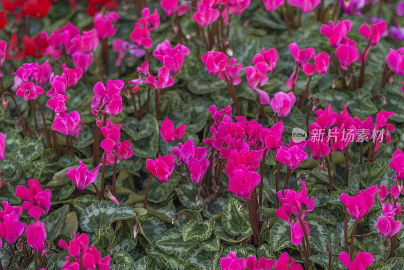 仙客来植物背景