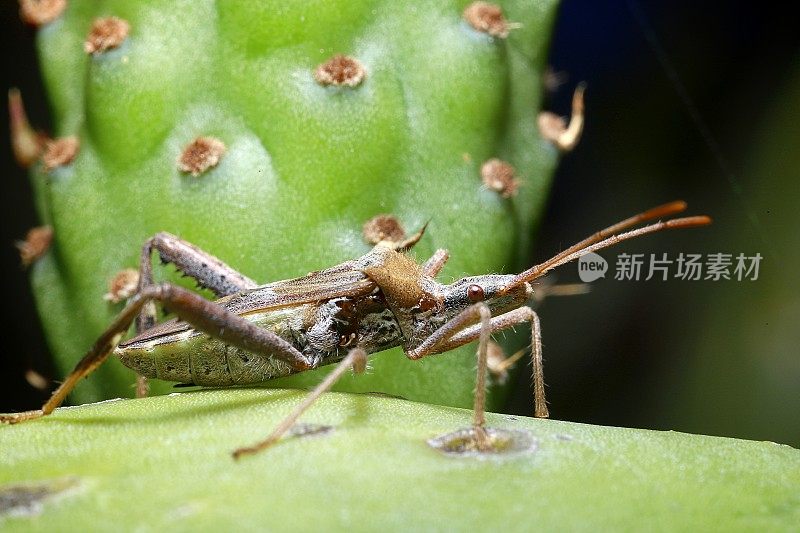 刺梨上的叶足仙人掌虫(纳尼亚飞蛾)