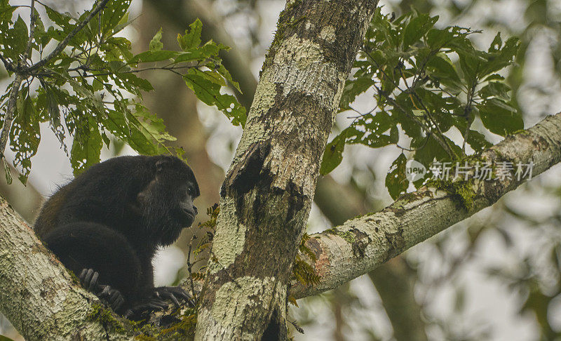野生雄性吼猴在中美洲巴拿马的甘博亚国家公园