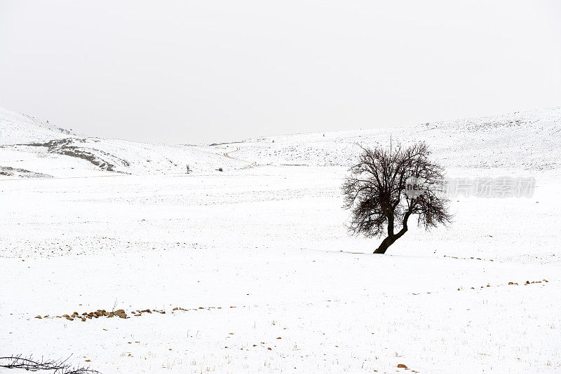 树在暴雪