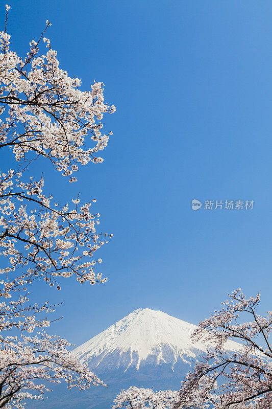 穿过樱花树的富士山