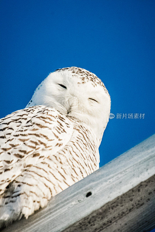 雪枭,电。