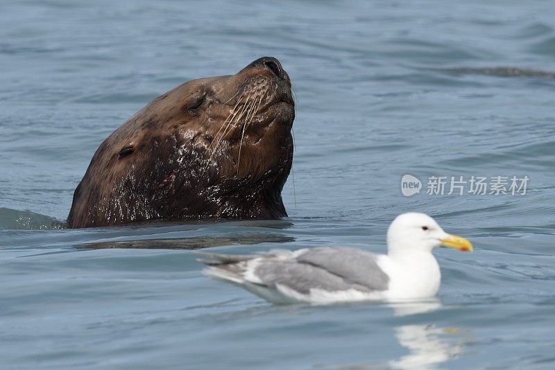 雄性海狮波波