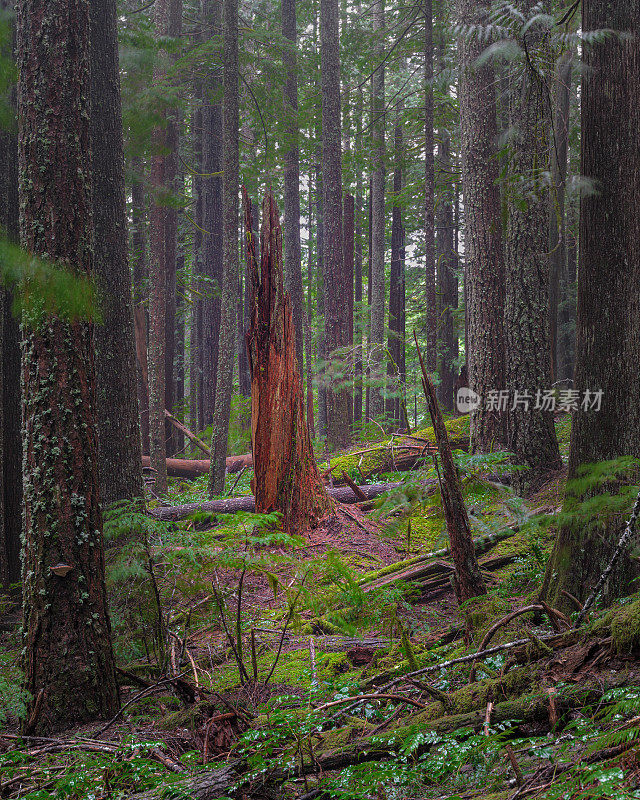 雷尼尔山国家公园森林