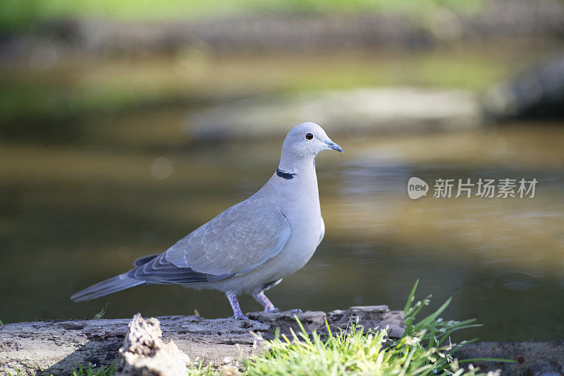 局部链球菌(decaocto链球菌)