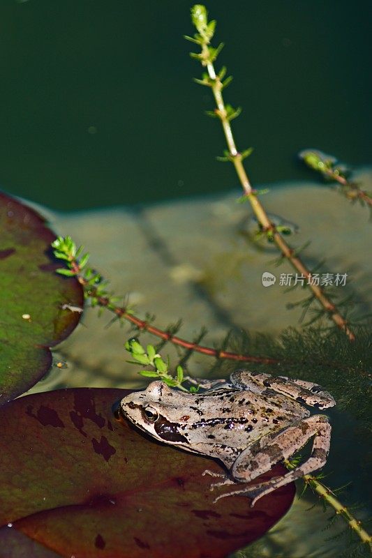 在池塘。睡莲叶上常见的蛙类(林蛙)。巴伐利亚,德国。