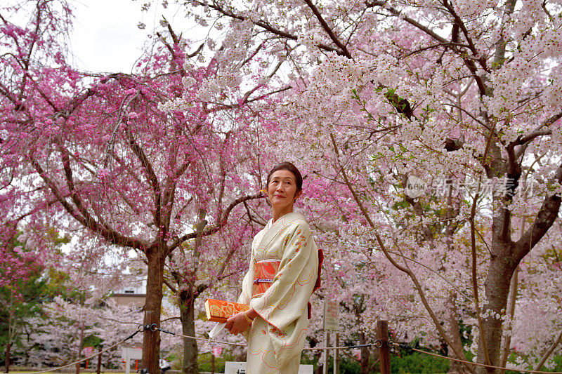 穿着和服的日本妇女在京都丸山公园欣赏樱花