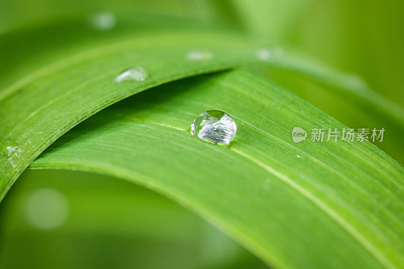 清晨小雨过后，水滴在绿叶上