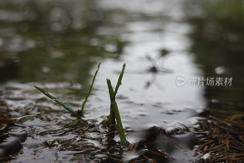 水坑与雨滴