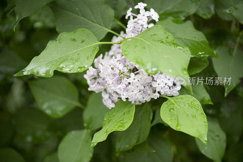 雨后初夏的普通丁香或紫丁香的花和叶子