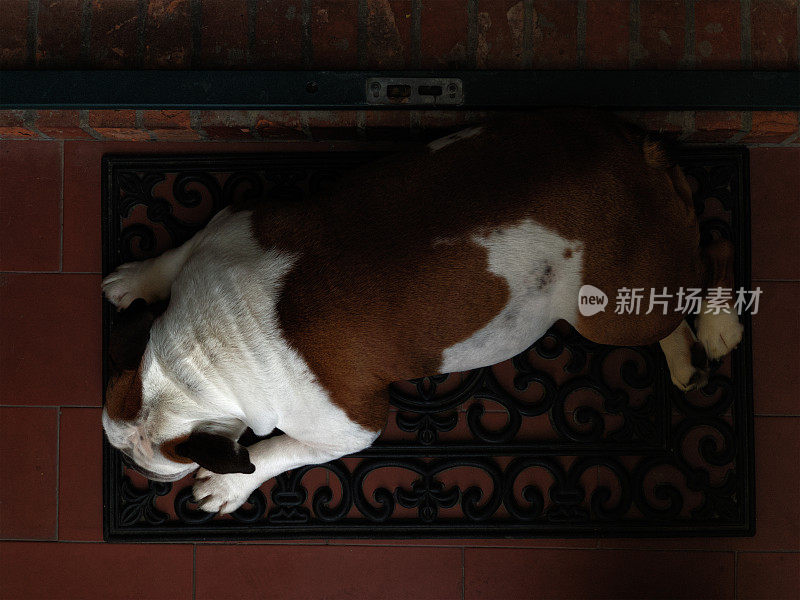 狗躺在门口的门垫上
