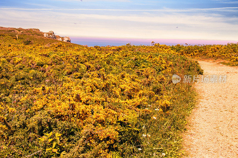 Cleden-Cap-Sizun。Penharn锰铁菱石。沿海的小路，在勒加尔的金雀花盛开的荒野。Finistere。布列塔尼