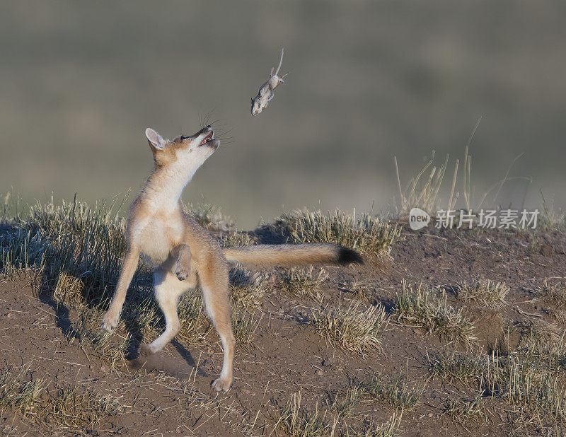 一只红狐狸幼崽在和一只刚被捉到的死老鼠玩耍。