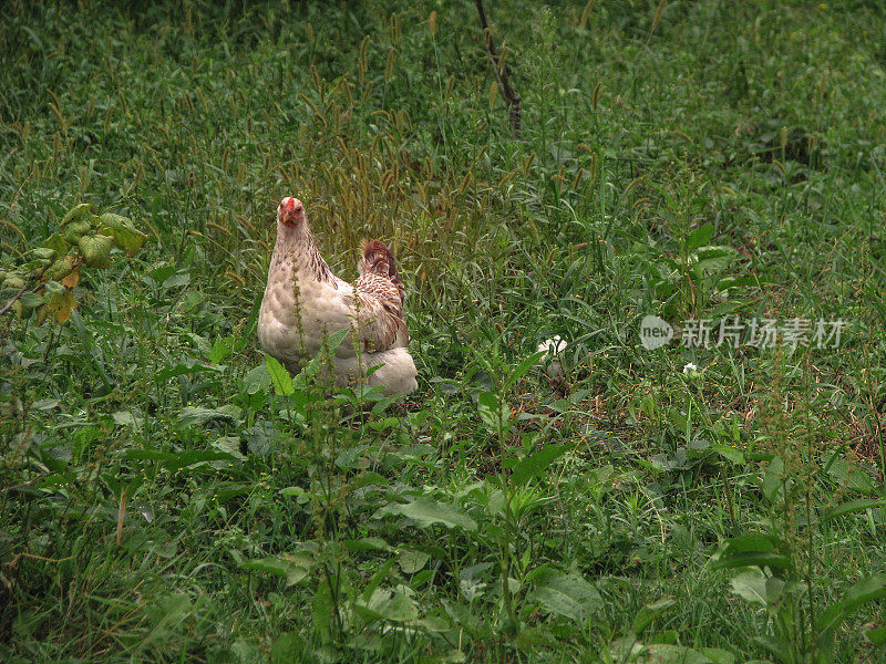 在乡村的自然中散步的鸡。在花丛和灌木丛中，农场动物。设计素材照片