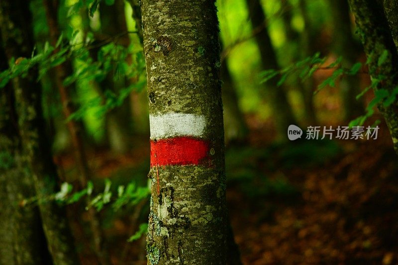 森林中徒步旅行标志的特写