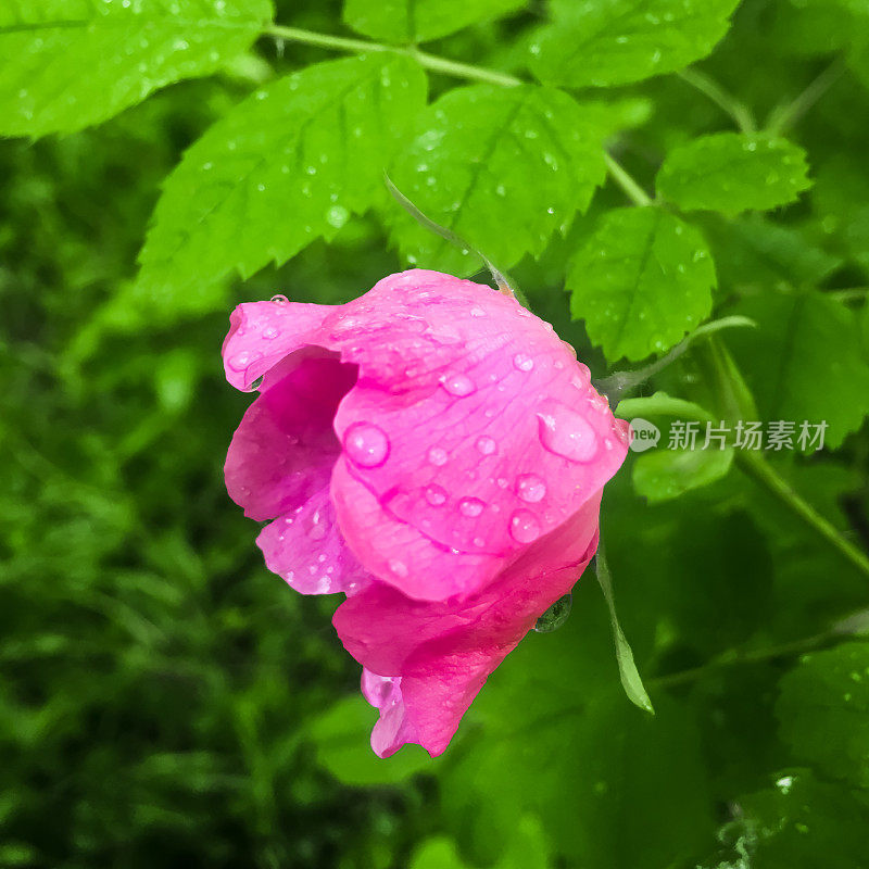 一朵开放的野粉红玫瑰和雨滴