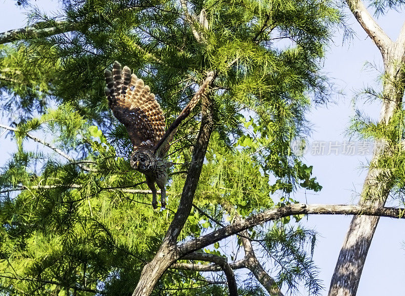 在佛罗里达基西米的木瓦溪自然保护区，斑纹猫头鹰全速飞行。