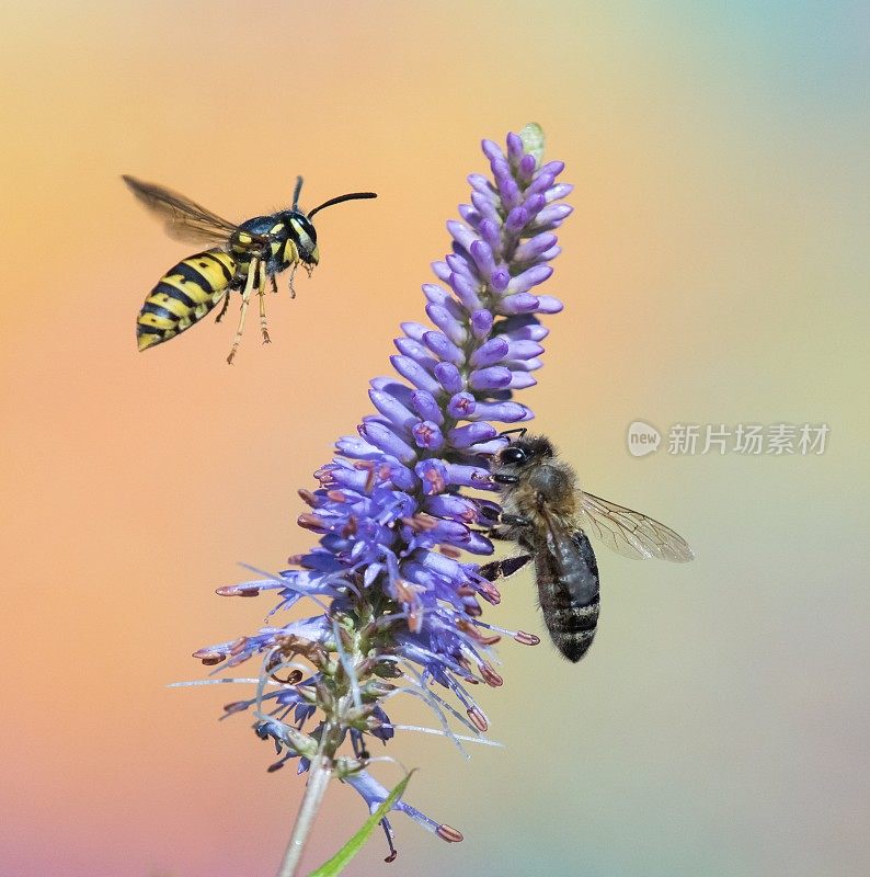 蜜蜂和黄蜂