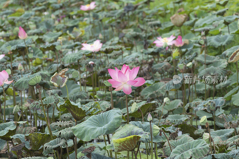 美丽的荷花在池塘的叶子周围的特写