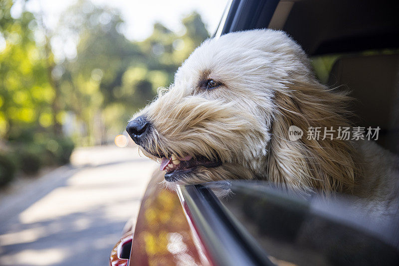 狗在开着窗户的车里