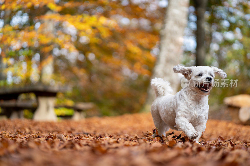 兴奋的西施犬在公园里奔跑