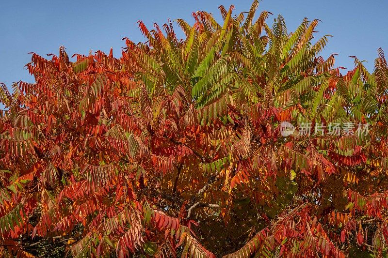 鹿角属(鹿角漆树科)的秋季着色。模糊的背景。有选择性的重点。特写镜头。红色、橙色、黄色和绿色漆树叶子。自然纹理图案背景