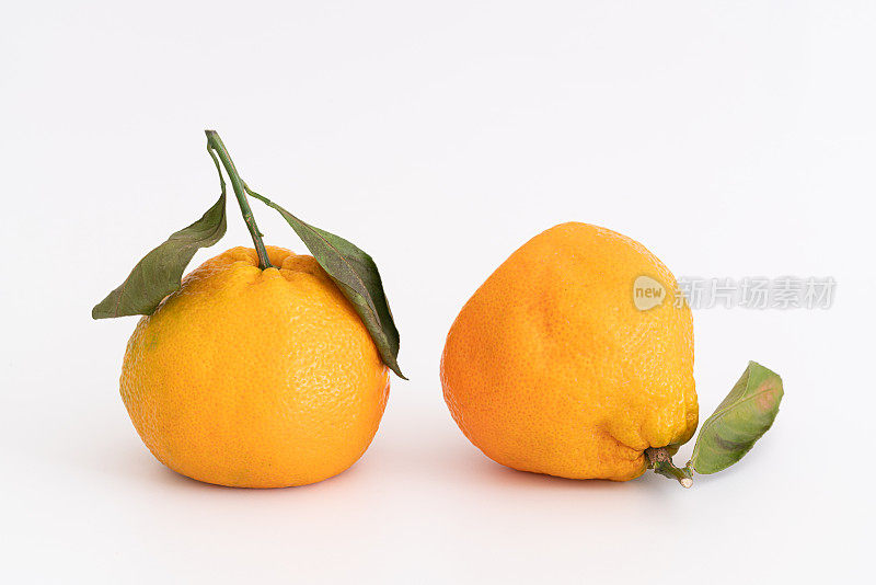 孤立的柑橘类水果。
