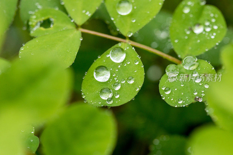 绿色的玉米叶子和雨滴