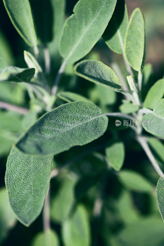 植物与花:鼠尾草叶子的微距摄影