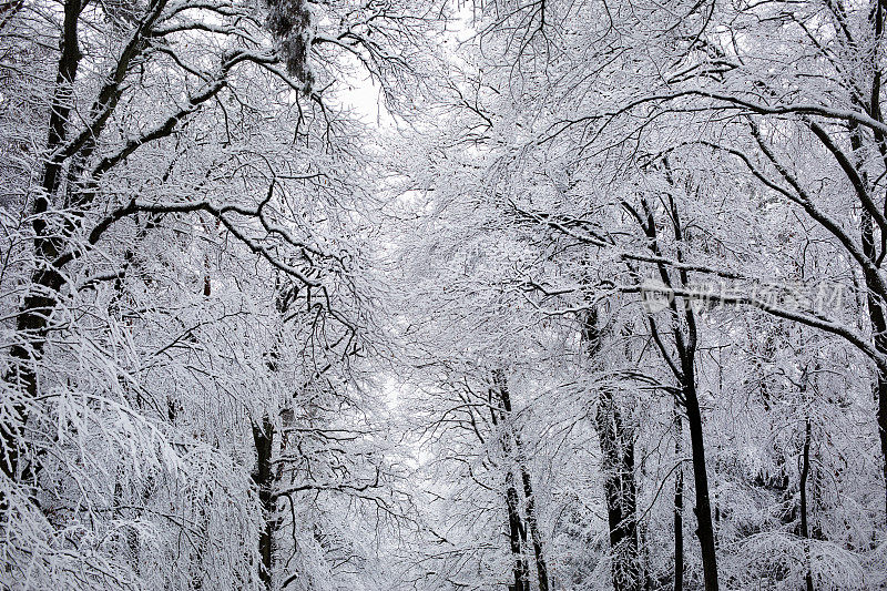 白雪覆盖的树木