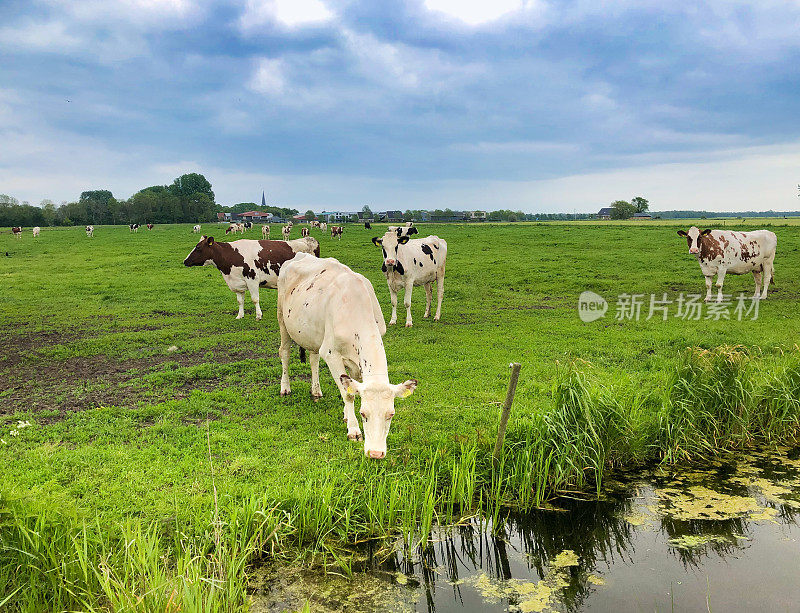 荷兰，弗莱岛:运河牧场上的荷尔斯坦-弗莱西亚奶牛