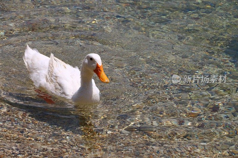 埃吉尔迪尔湖畔的五彩小石头和一只漂浮在湖面上的白鹅